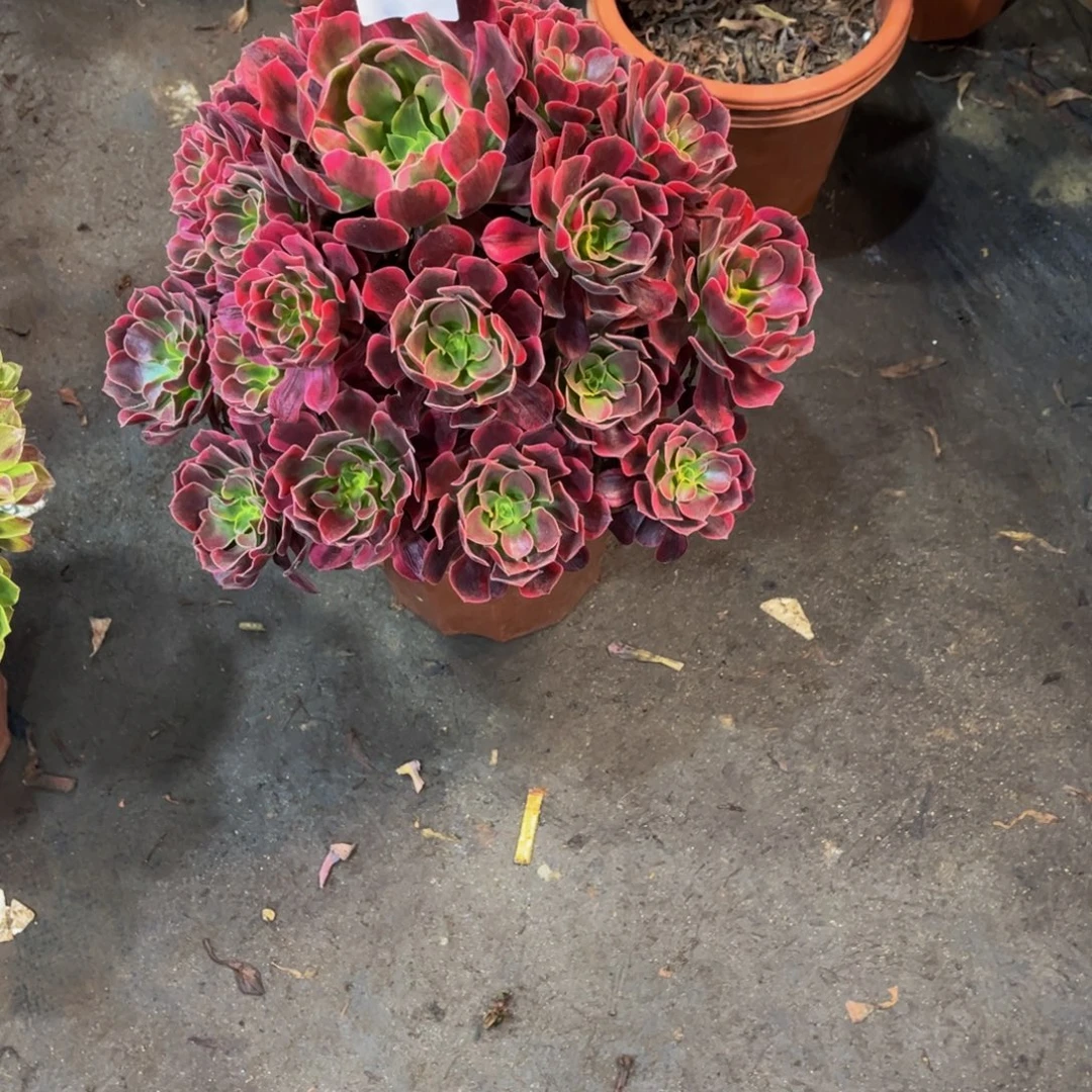 红***妨多肉植物凤冠140法师