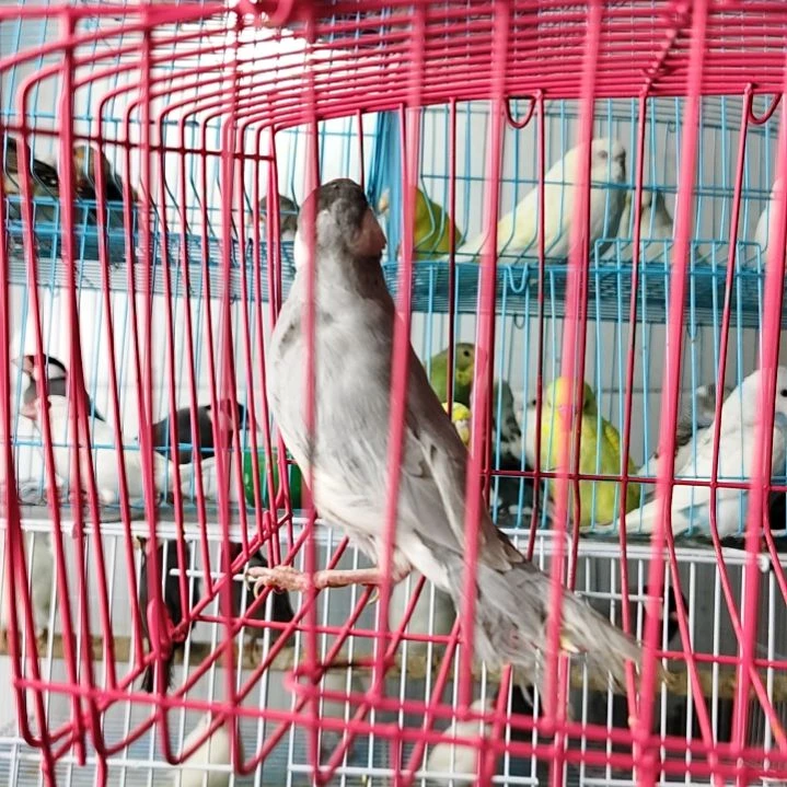 文鸟特价银文一只