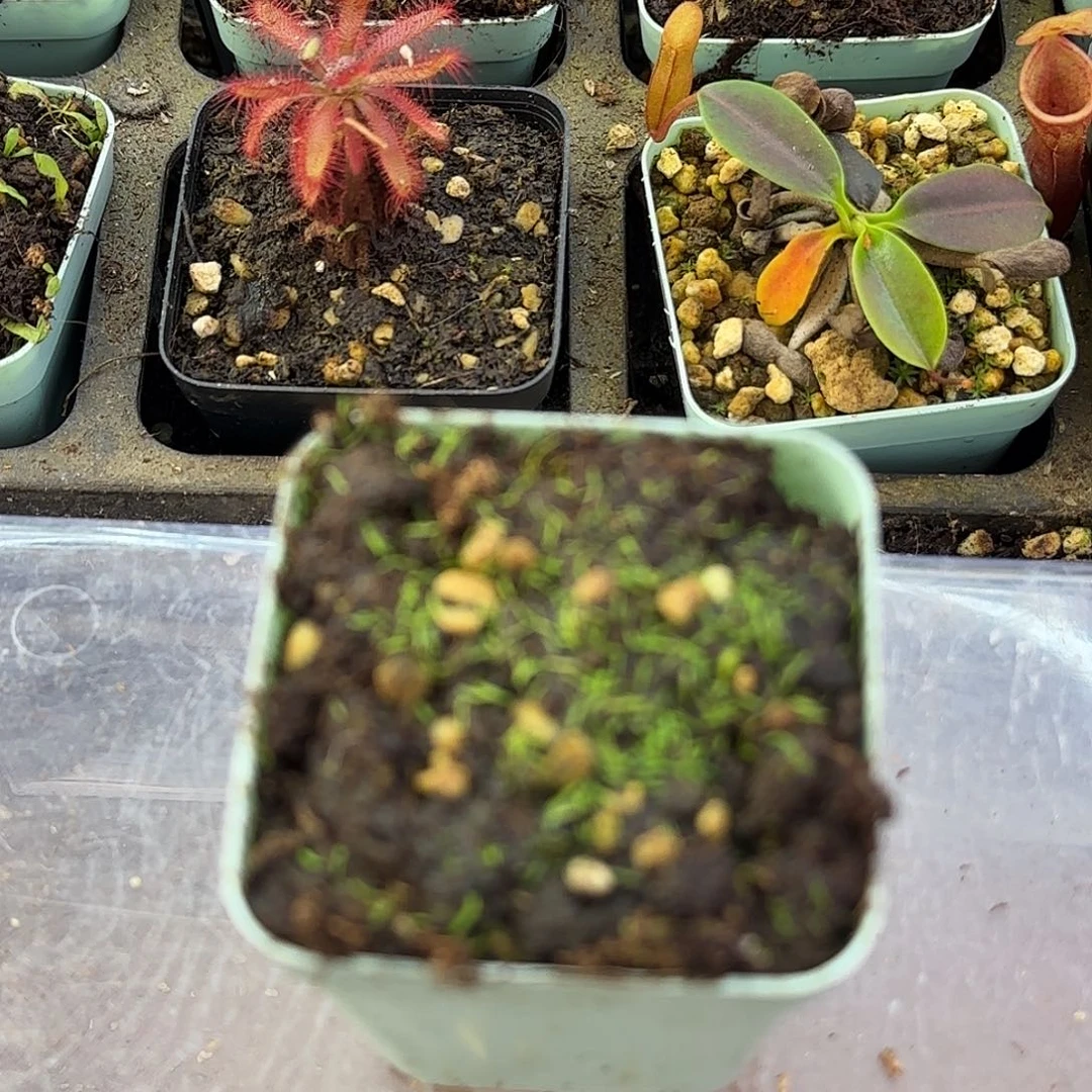 无花朵斜果狸藻科