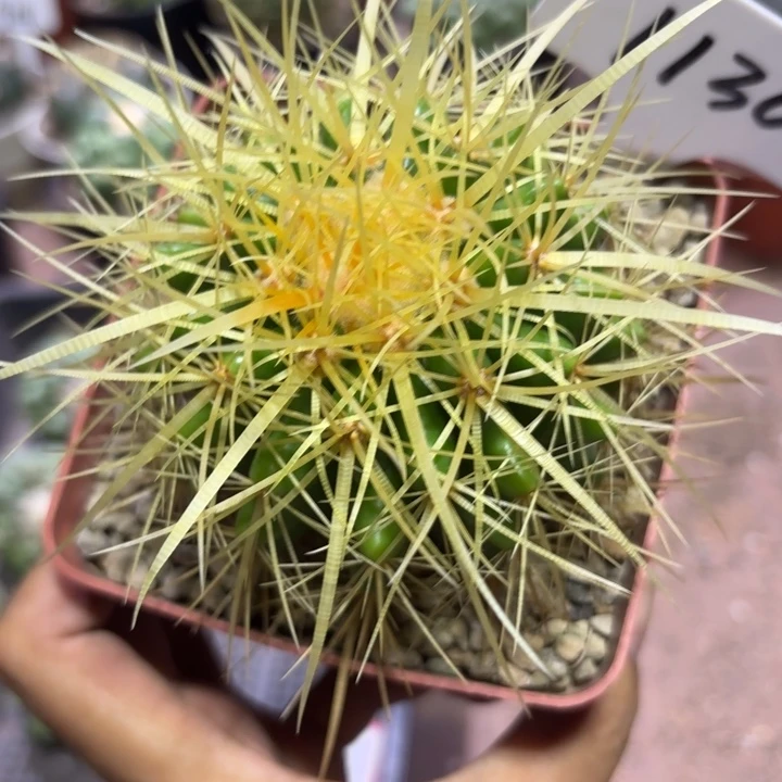 1130实生金虎好养皮实