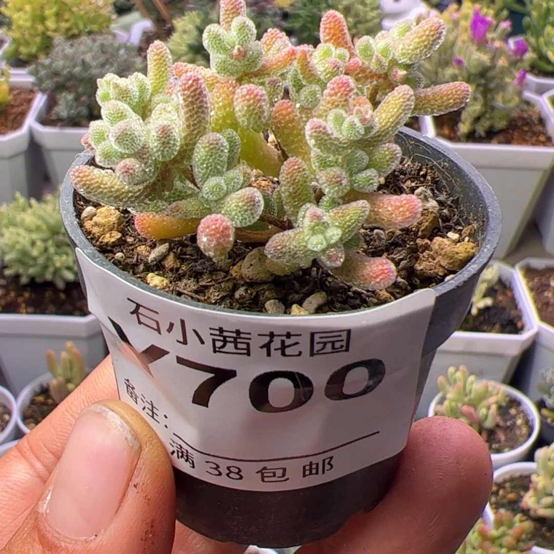 多肉植物枝干冰晶