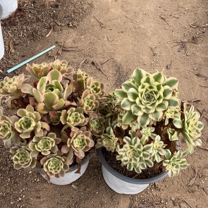 女妖迈巴赫两颗组多肉植物上量