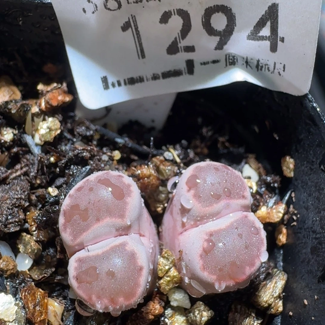 高品质生石花清清1294