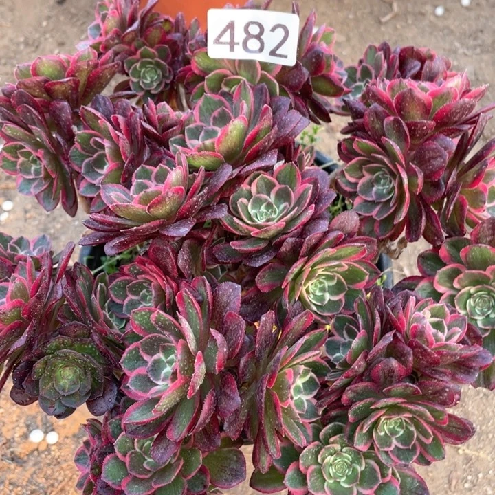 482多肉植物粉花妖有砍