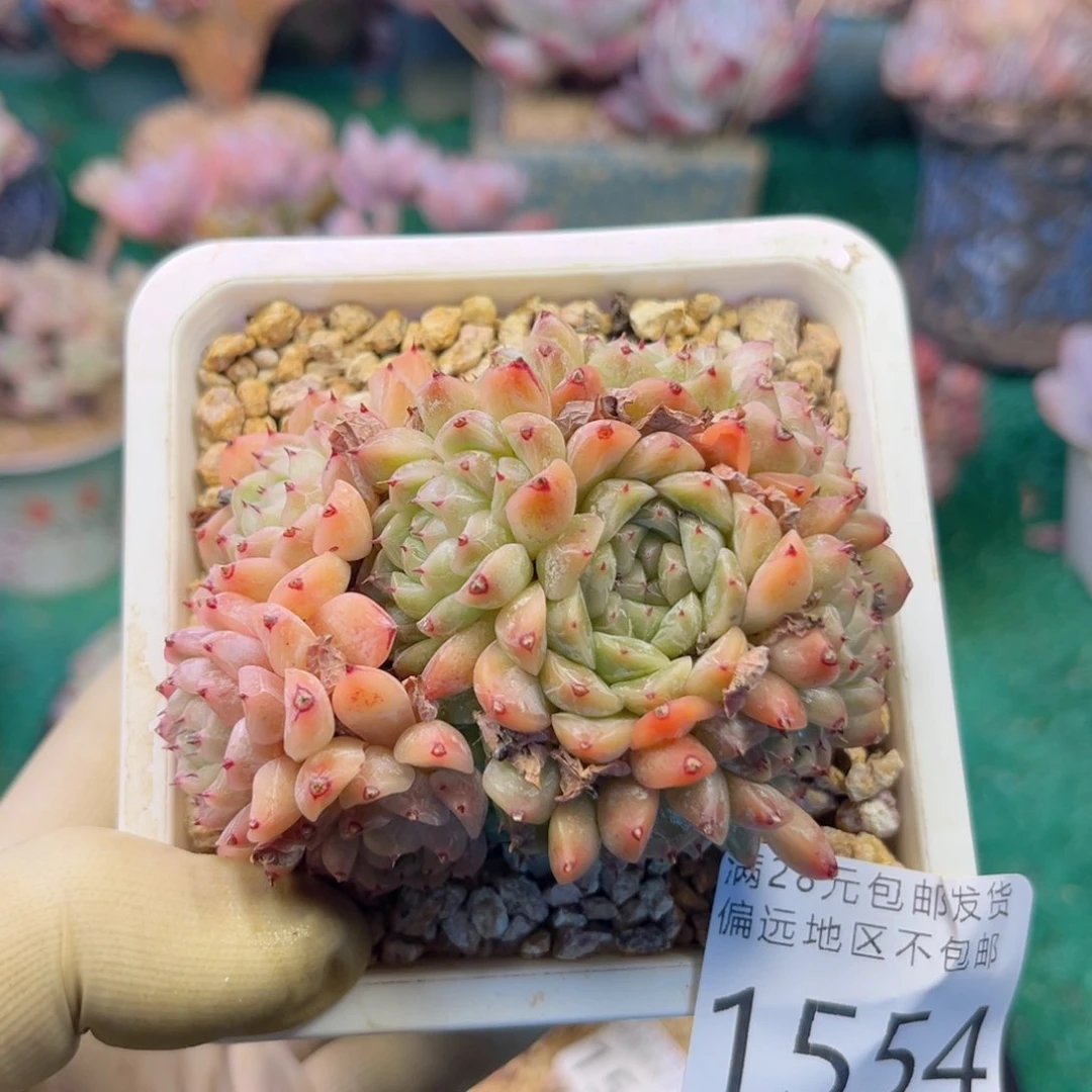 大1554:？z v c h n h b n