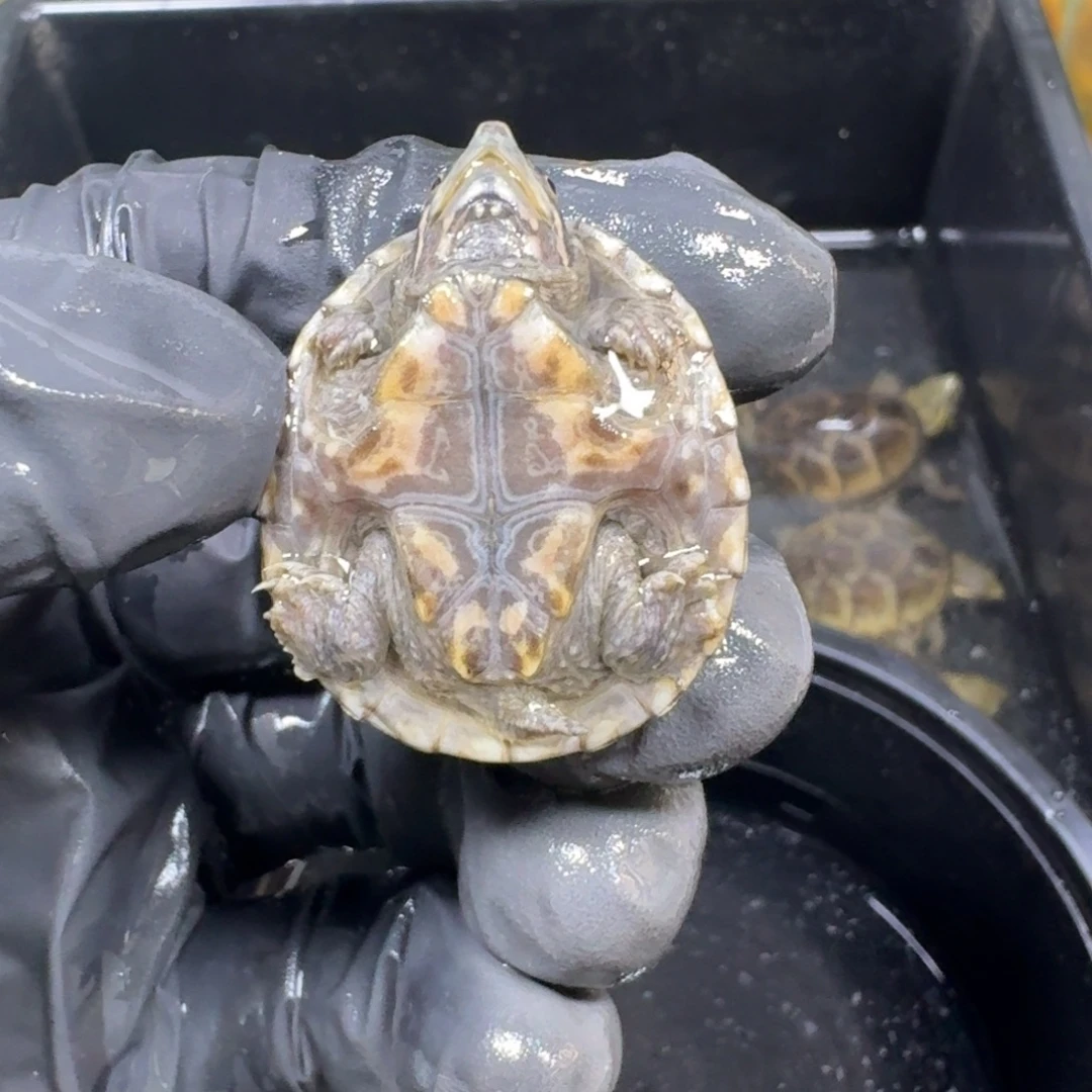 蛋龟不分公母麝香