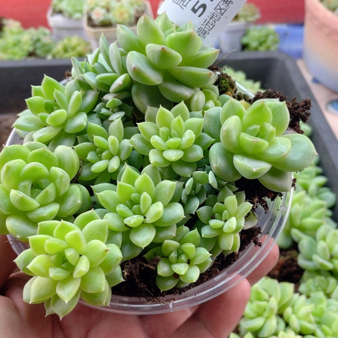 财富一物一拍551…