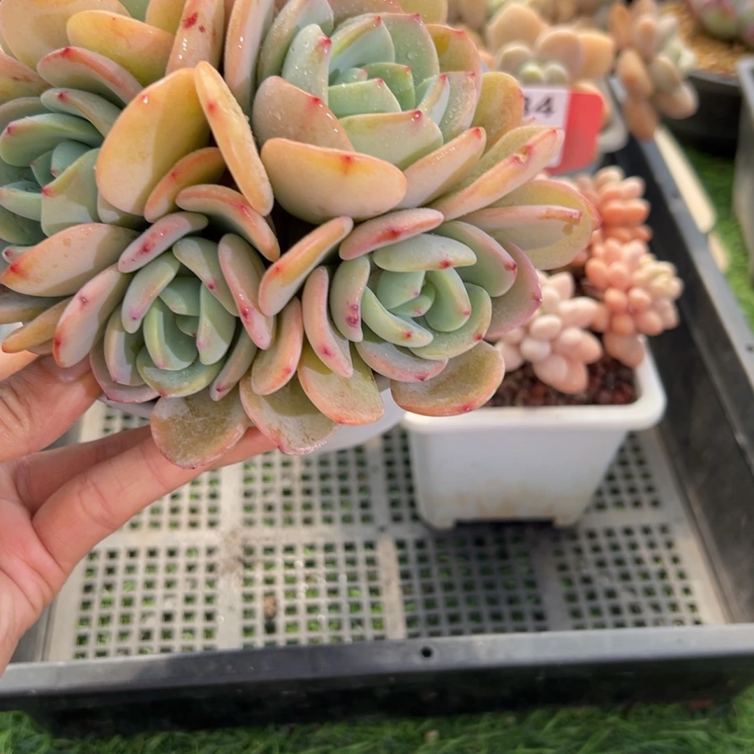 表妹精品多肉1599.