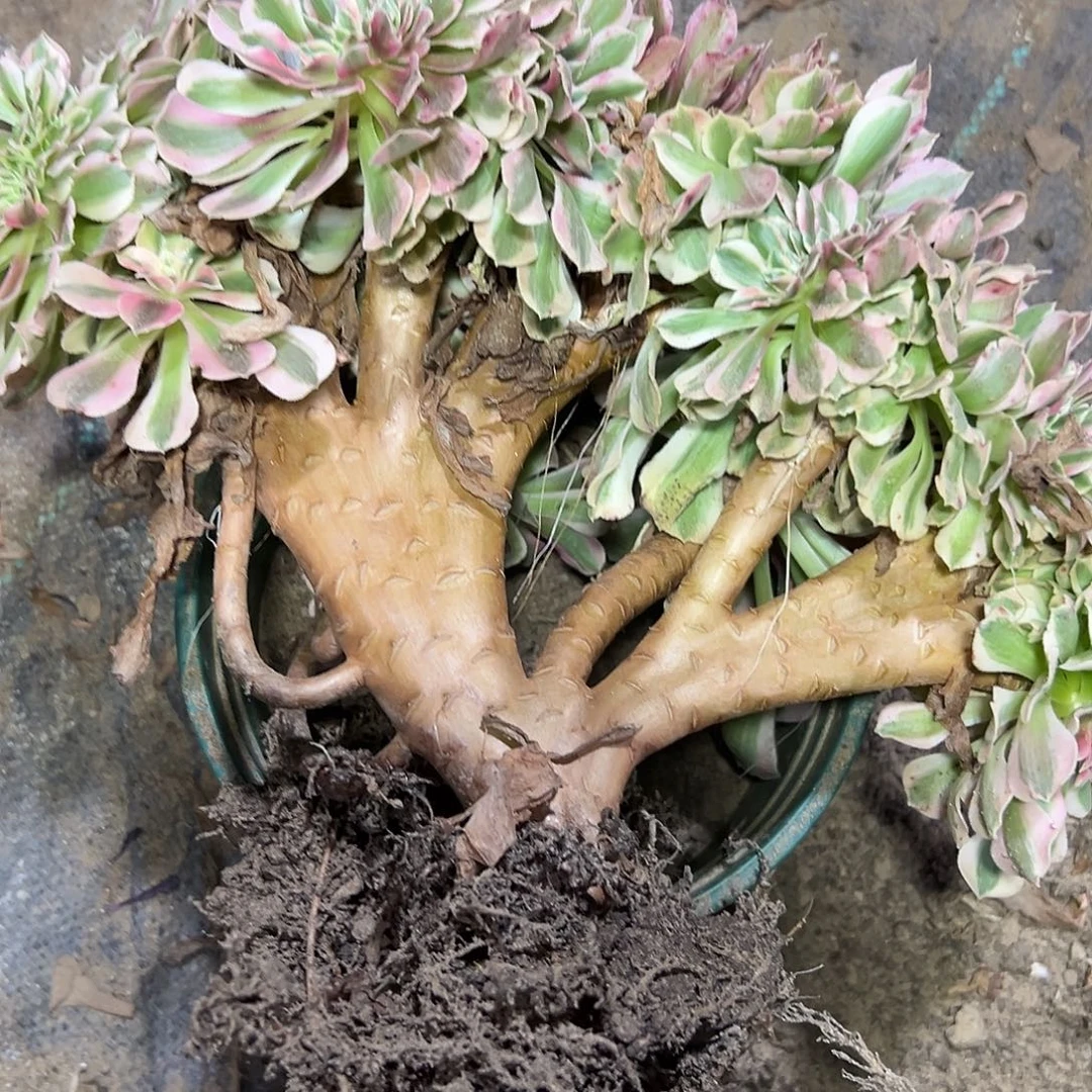 陈***住多113肉植物粉女巫缀花