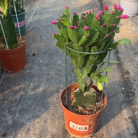 东珍珠蟹爪兰7211