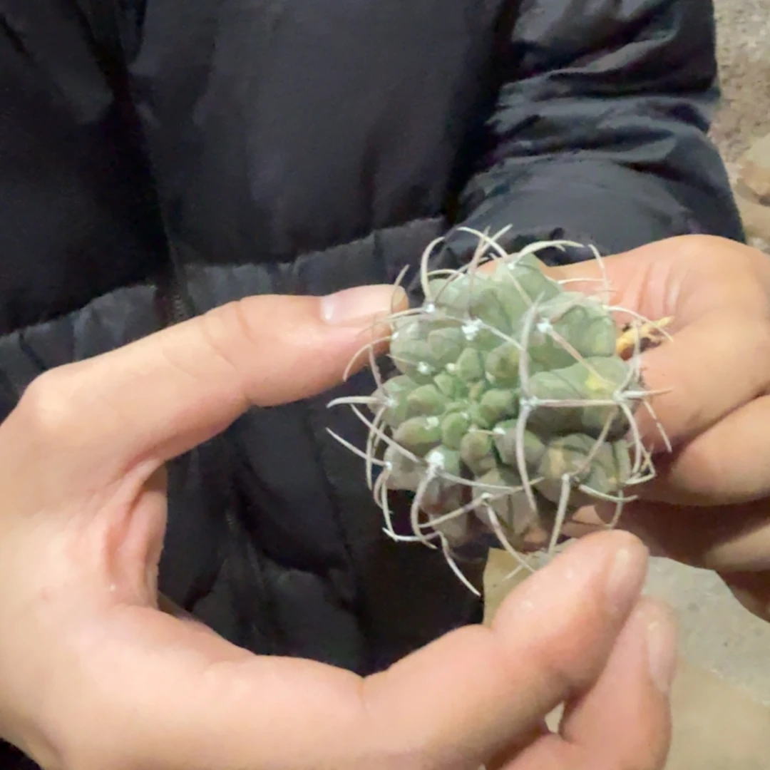 带锦仙人球裸根发货