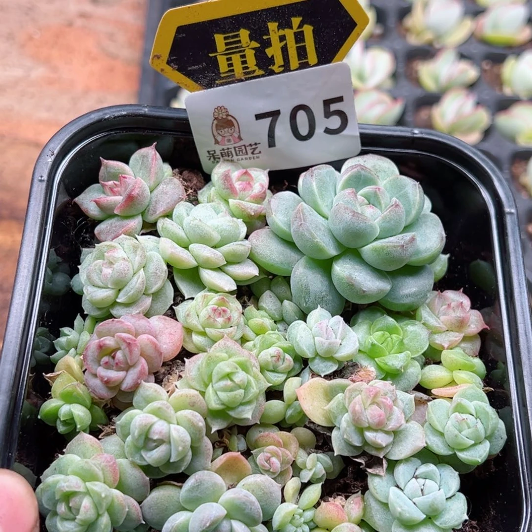 多肉植物多肉植物