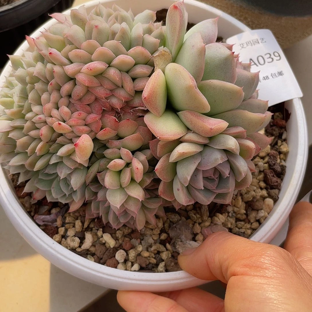 纯爱缀039 多肉多肉多肉