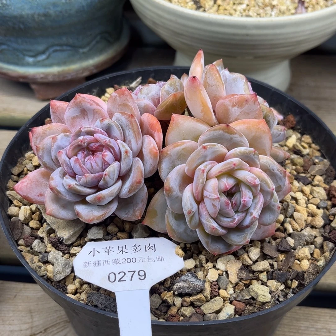 黄底紫心279/14cm4头