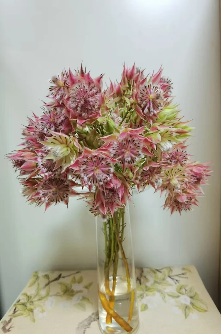 新娘花 可做干花昆明鲜花速递家庭水养插花（任意2单顺丰）