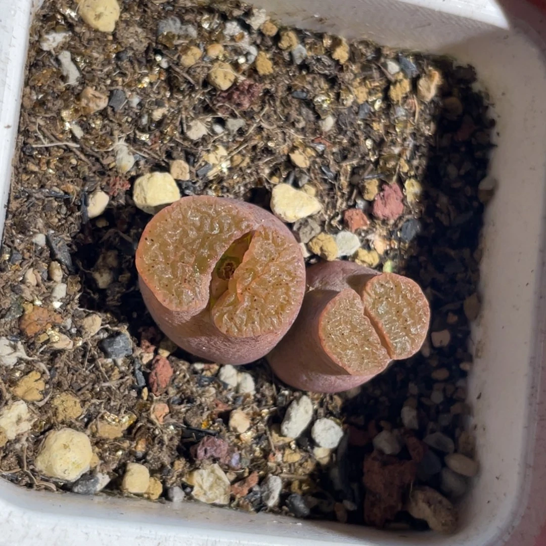 双头磁铁植物一物一拍