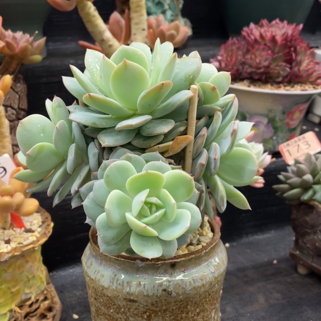 熊***人弥鹿之森一物一拍