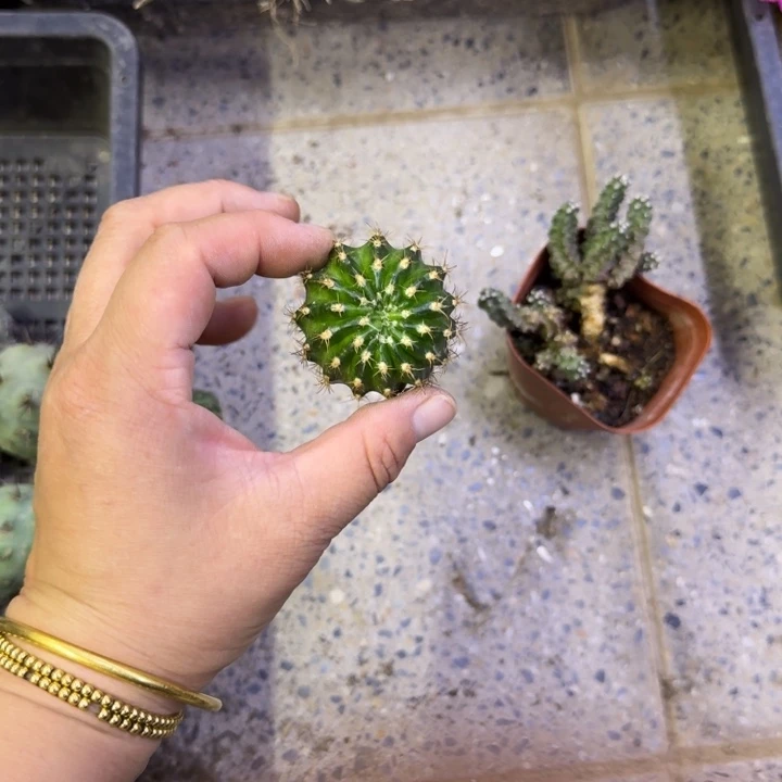 224彩草马丙歪无根侧牙3公分左右，20包邮