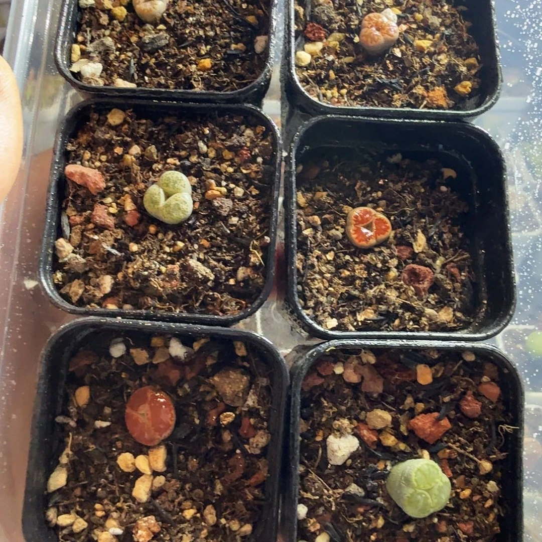 菏***店多肉葡萄的季节来383