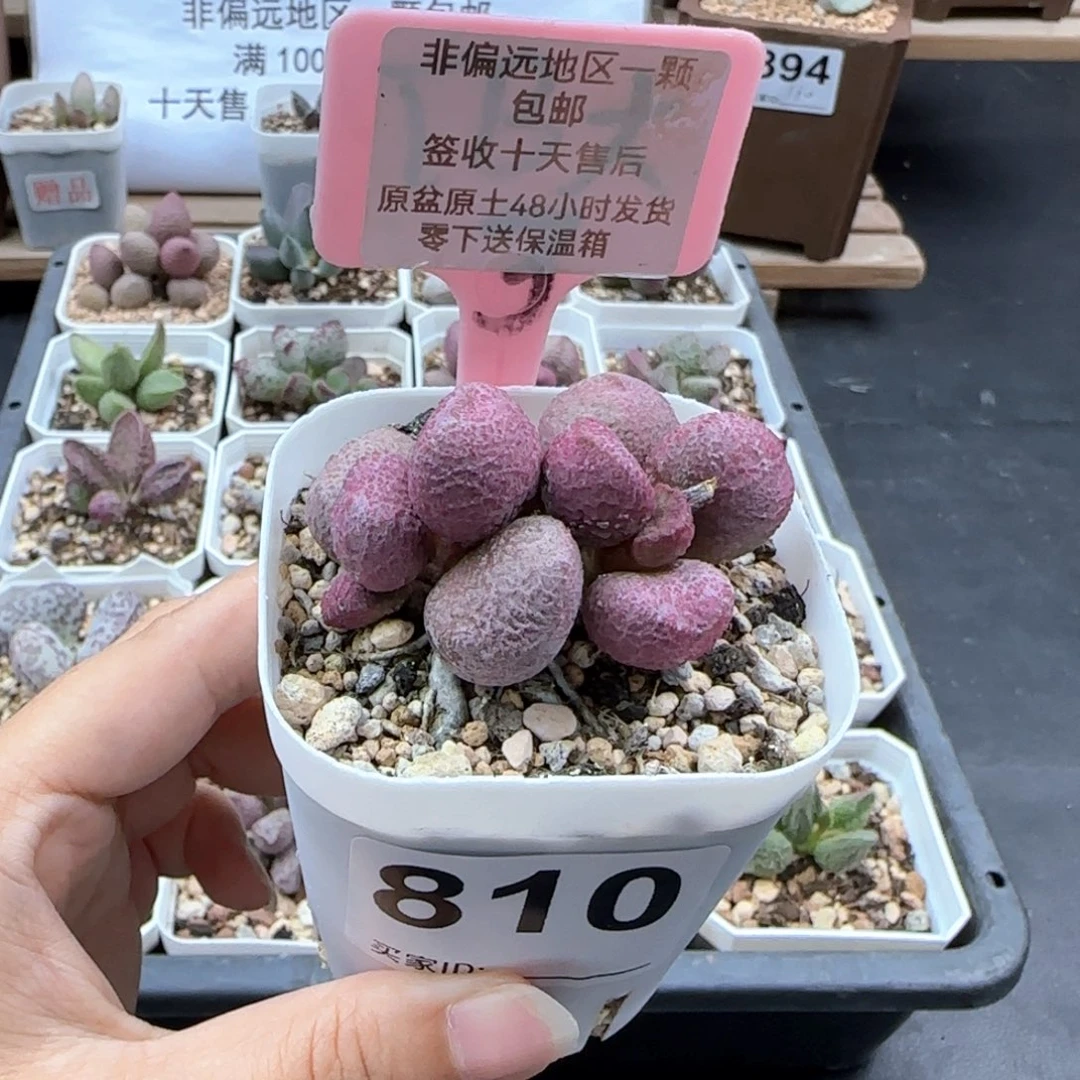 810夏娃多肉植物