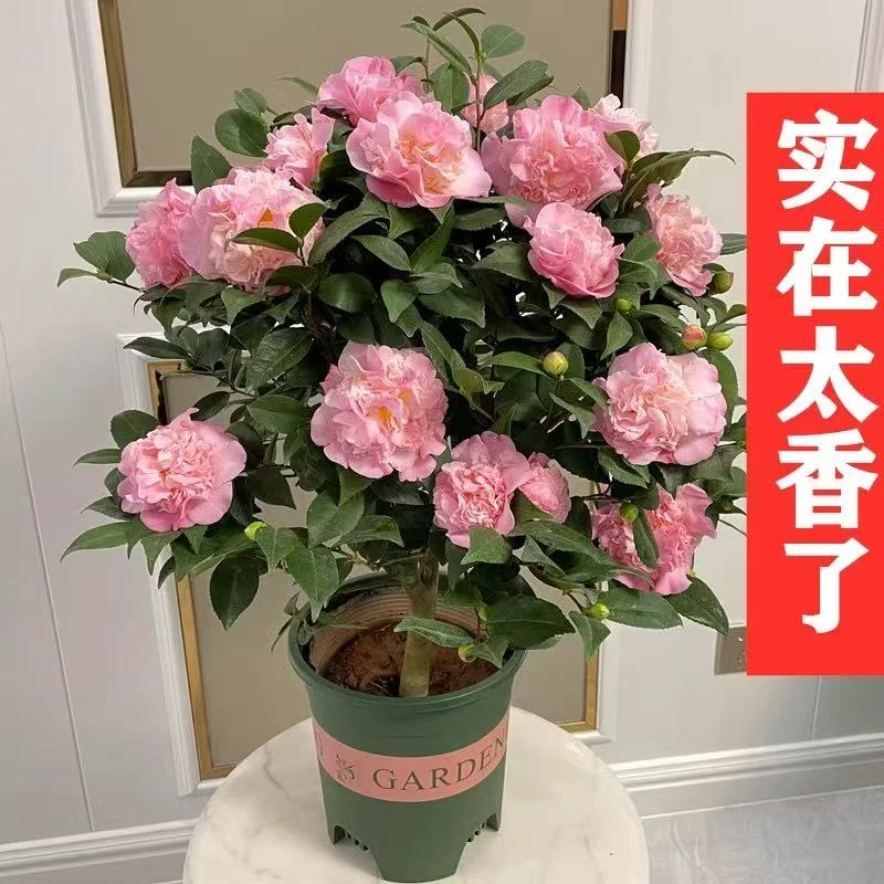 大花重瓣浓香香妃山茶花