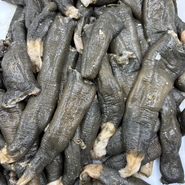 淘海贝水产 海捕羊角鲜  冻品 1500克 庄河发货
