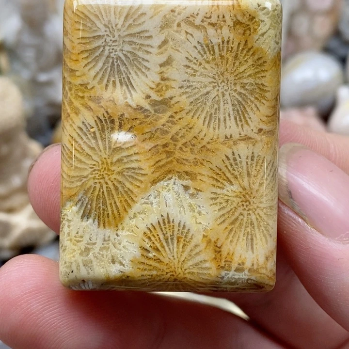 硅化珊瑚（珊瑚玉）未镶嵌颈饰