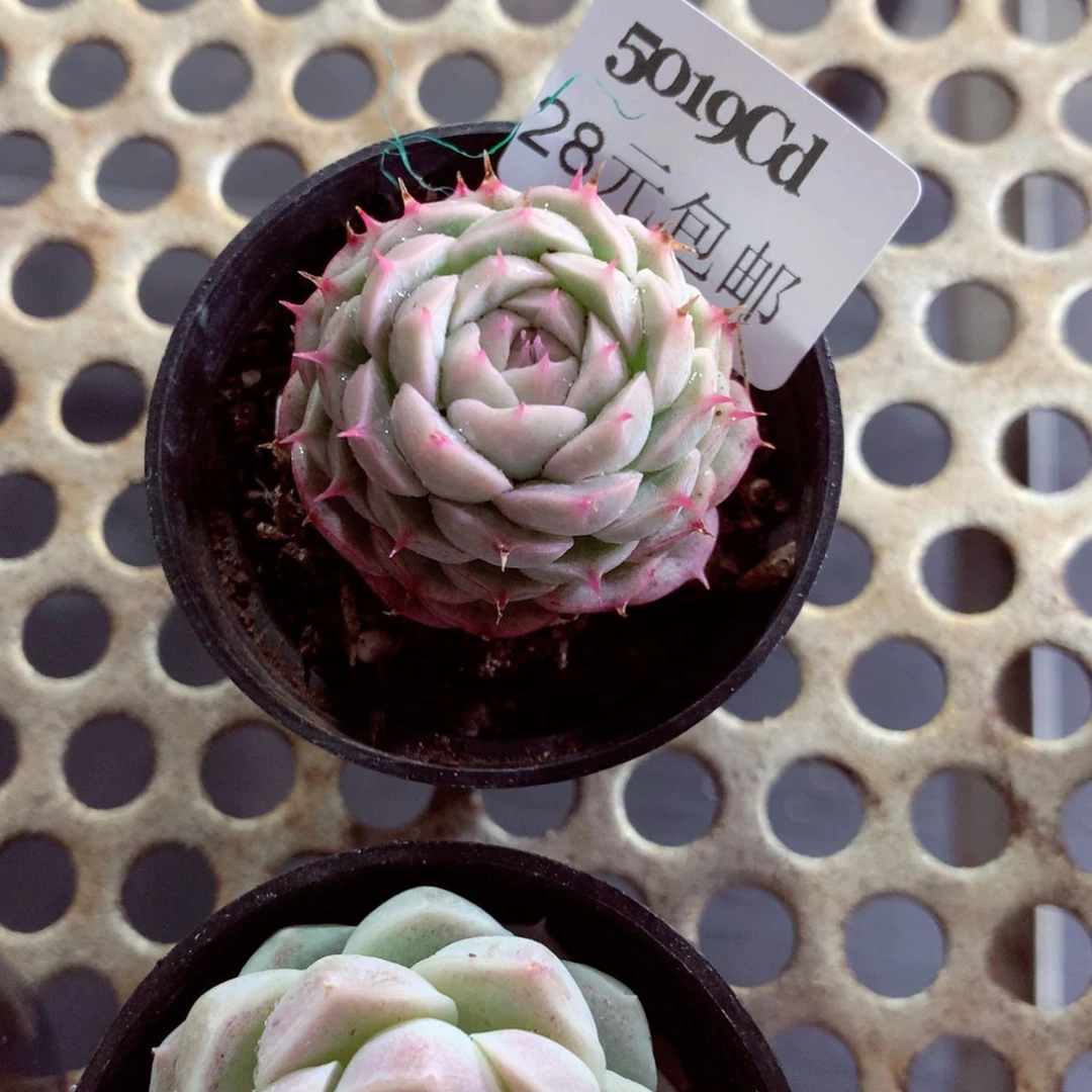 5厘米盆精控多肉5019