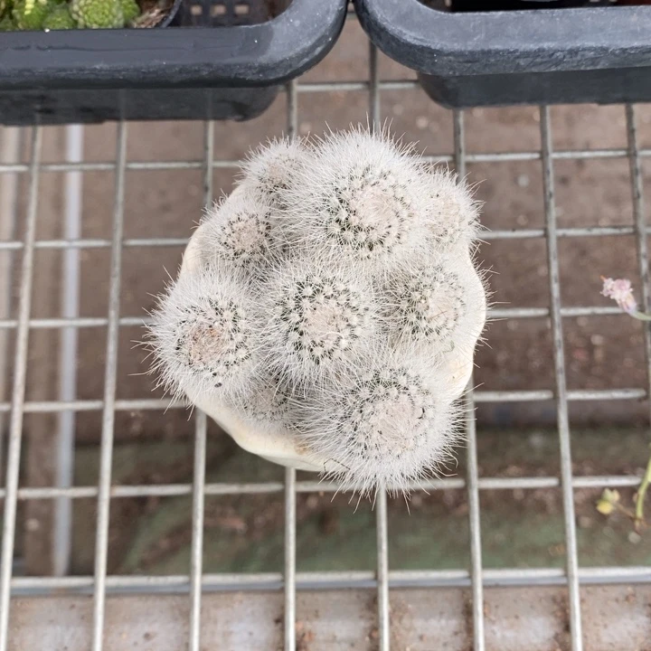 静*的伯克利和格蕾纳等著名音乐家