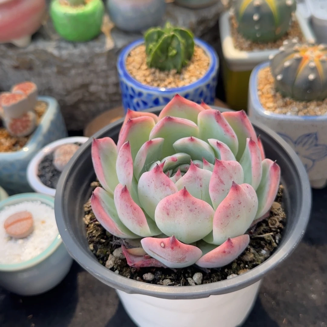 多肉植物88888888