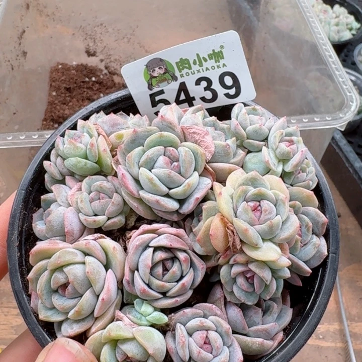 多肉植物多肉植物