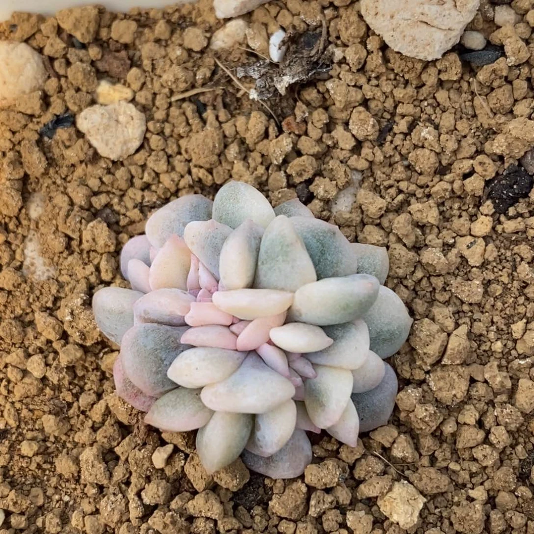 雪精灵锦缀化  小方花圃一物一拍