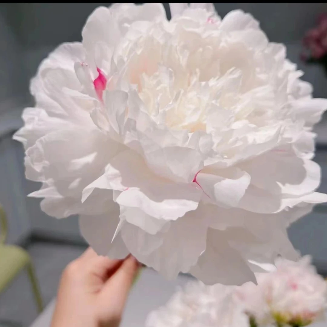 观赏芍药【杨妃出浴】基地直发