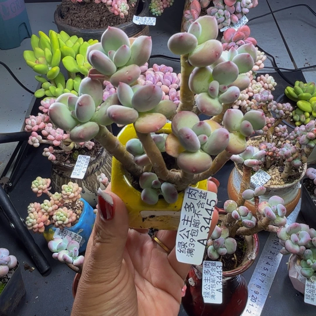 苹果奶酪3445/9cm多肉