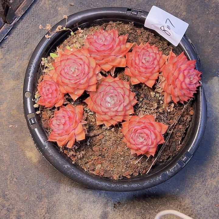 鲑****）807//////////////////