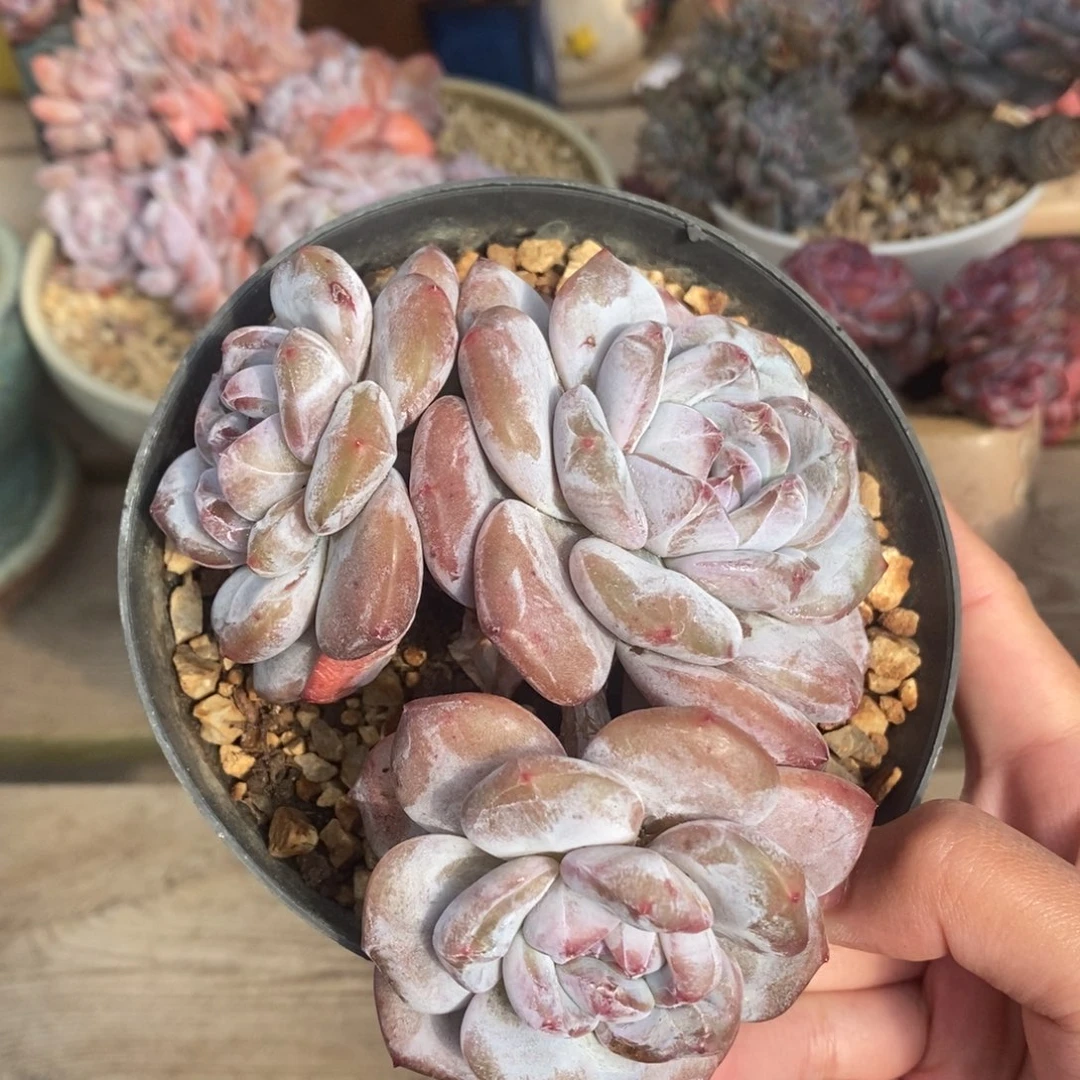 三头绿底紫心短肥圆