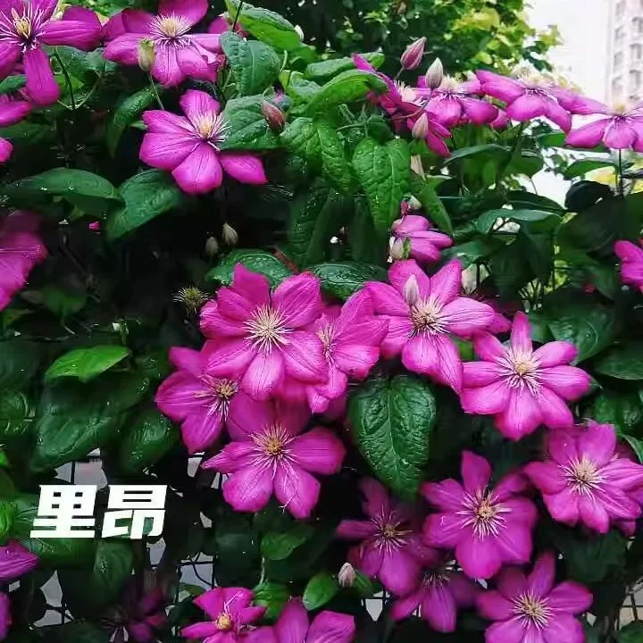 顺丰包邮  里昂 2加仑盆爬藤铁线莲庭院阳台种植多季节开花