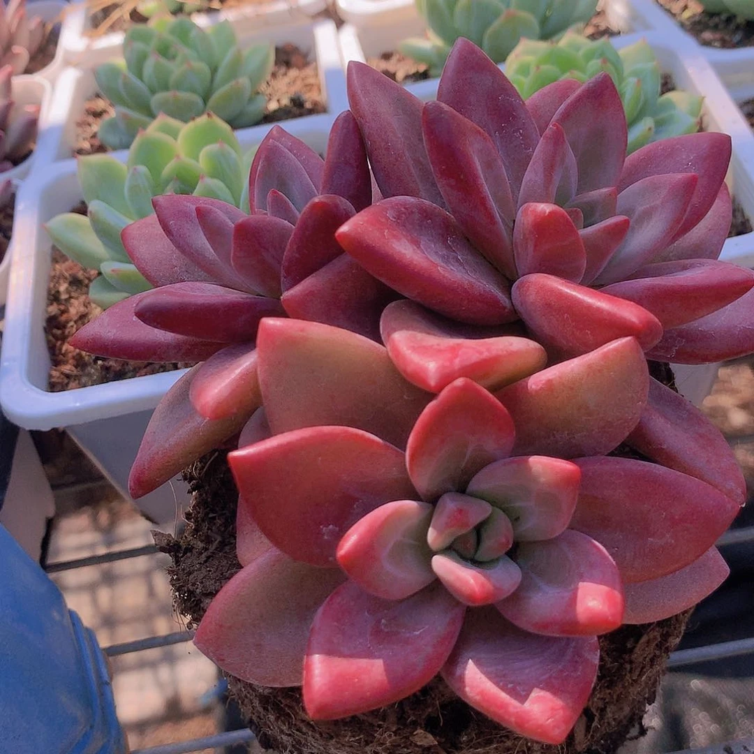 多头赫菲斯托一物一拍35677888