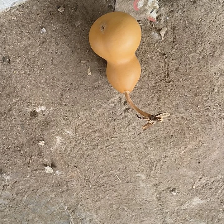 ?****觉一个小异形葫芦出售