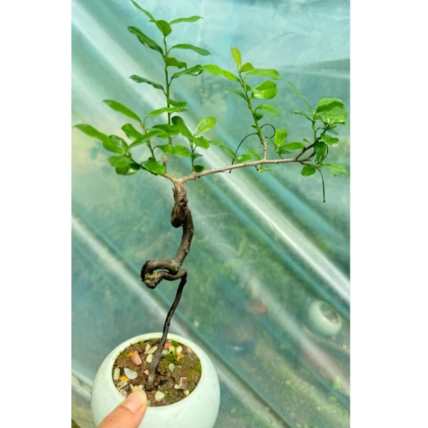 金弹子盆栽原生嫁接素材适合打造独特盆景