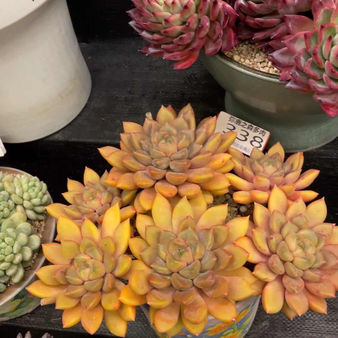 弥鹿之森一物一拍