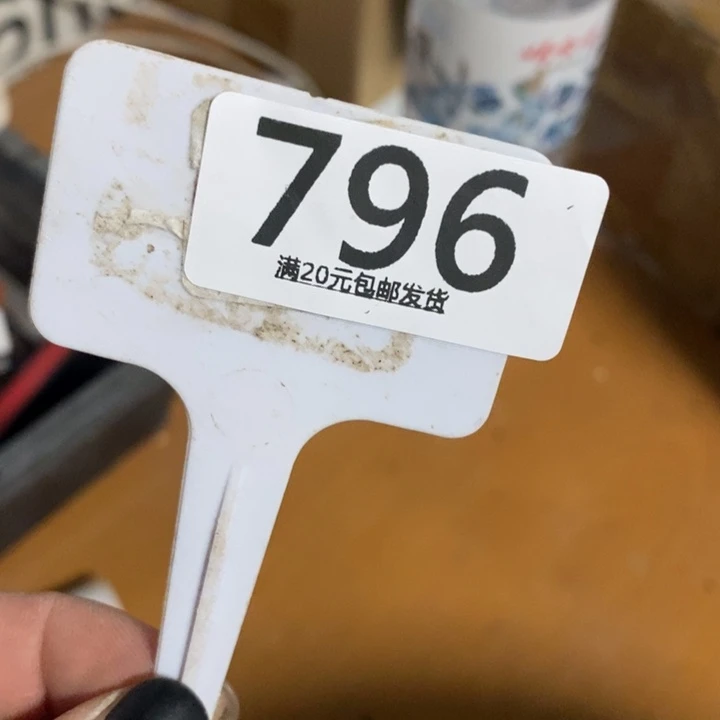 小***8生石花等植物的生长796
