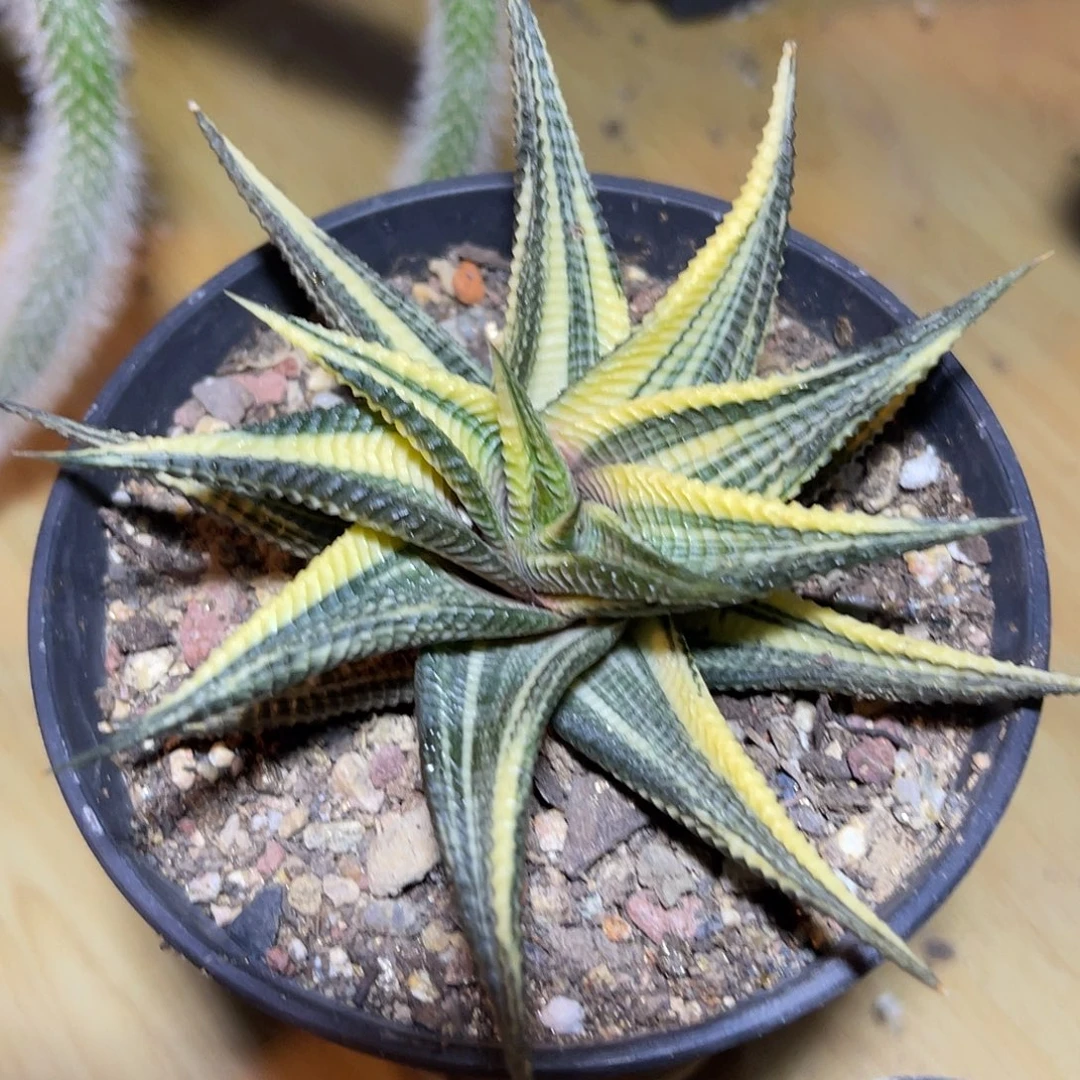 琉璃殿锦一物一拍