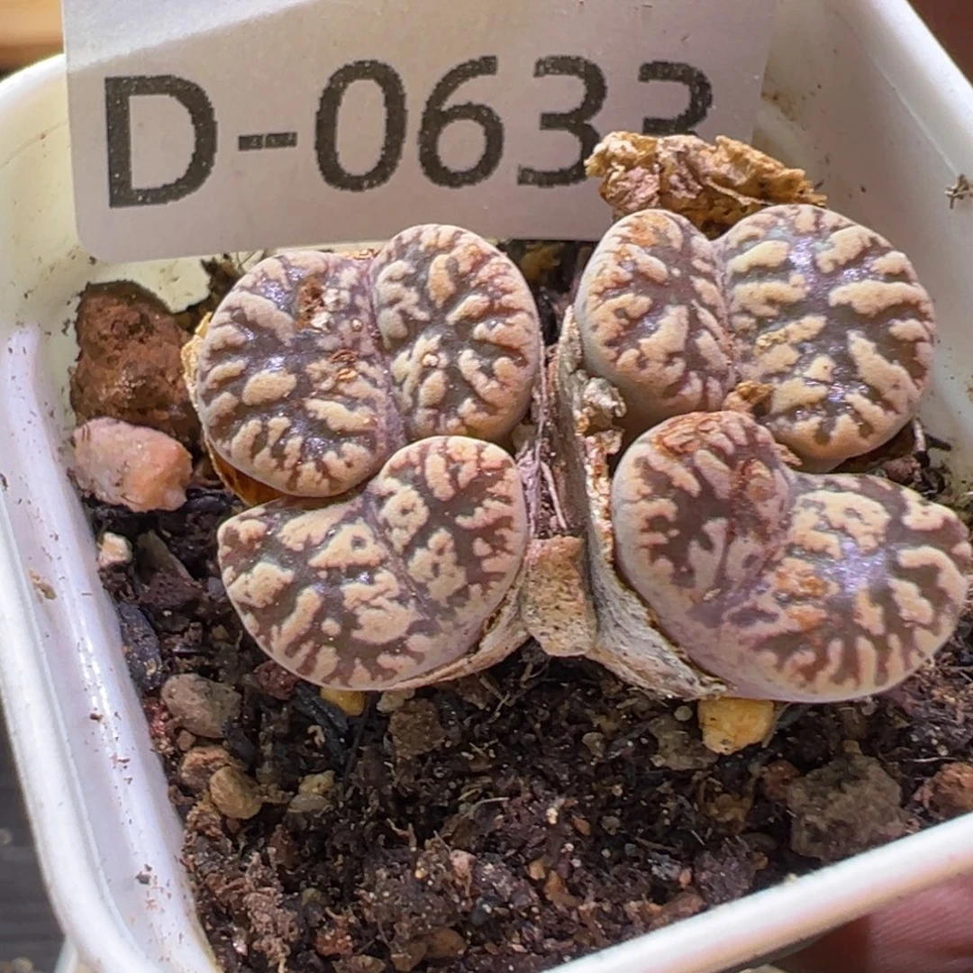多肉植物1111111111
