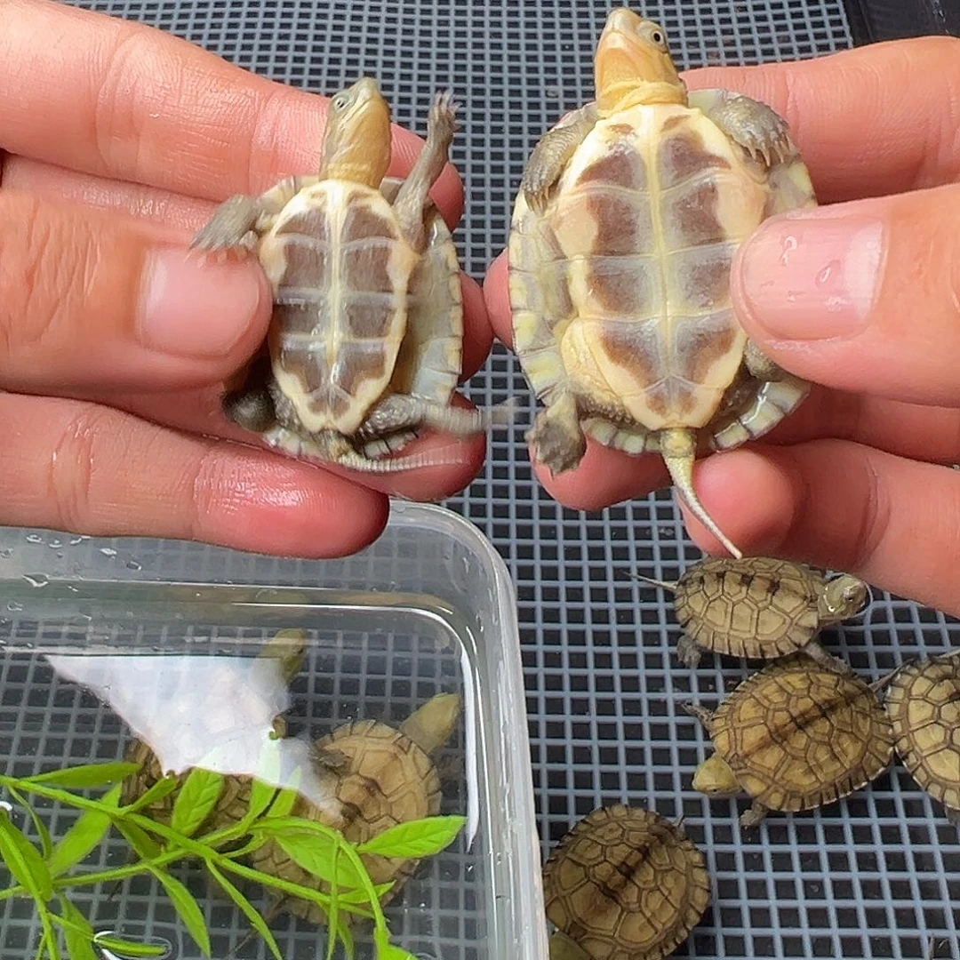 母绿毛龟大*5号 50