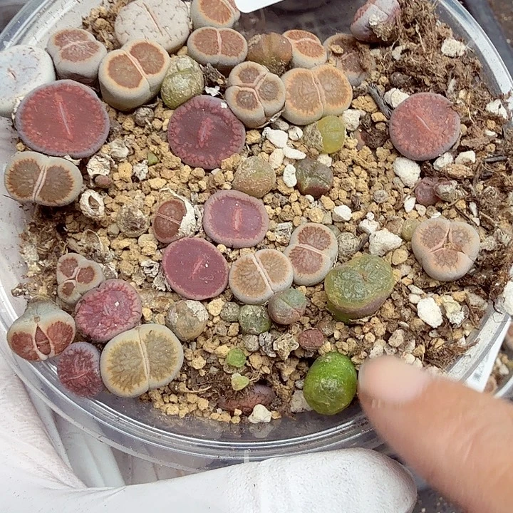 这个点睡一回是为了睡懒052好