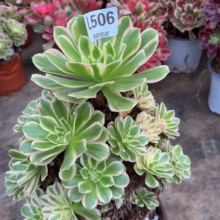 瑞妈多肉植物506.