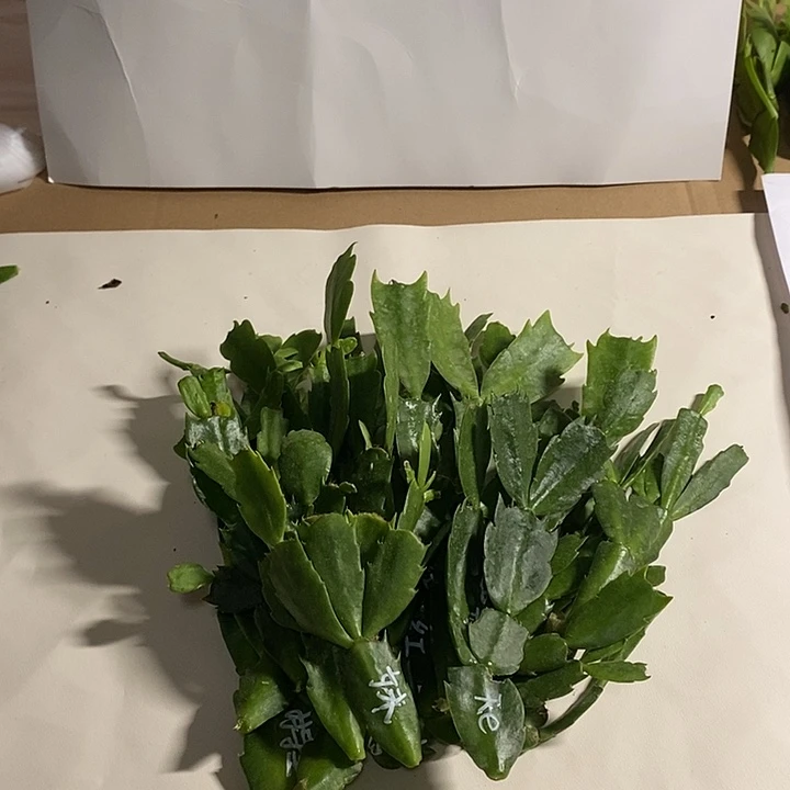 无花朵蟹爪兰叶片