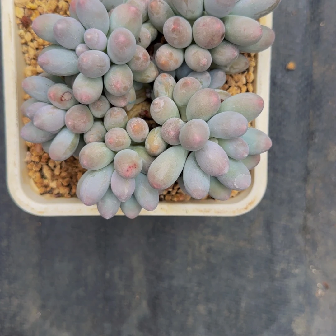 无花朵江*柔A16，汤圆小群