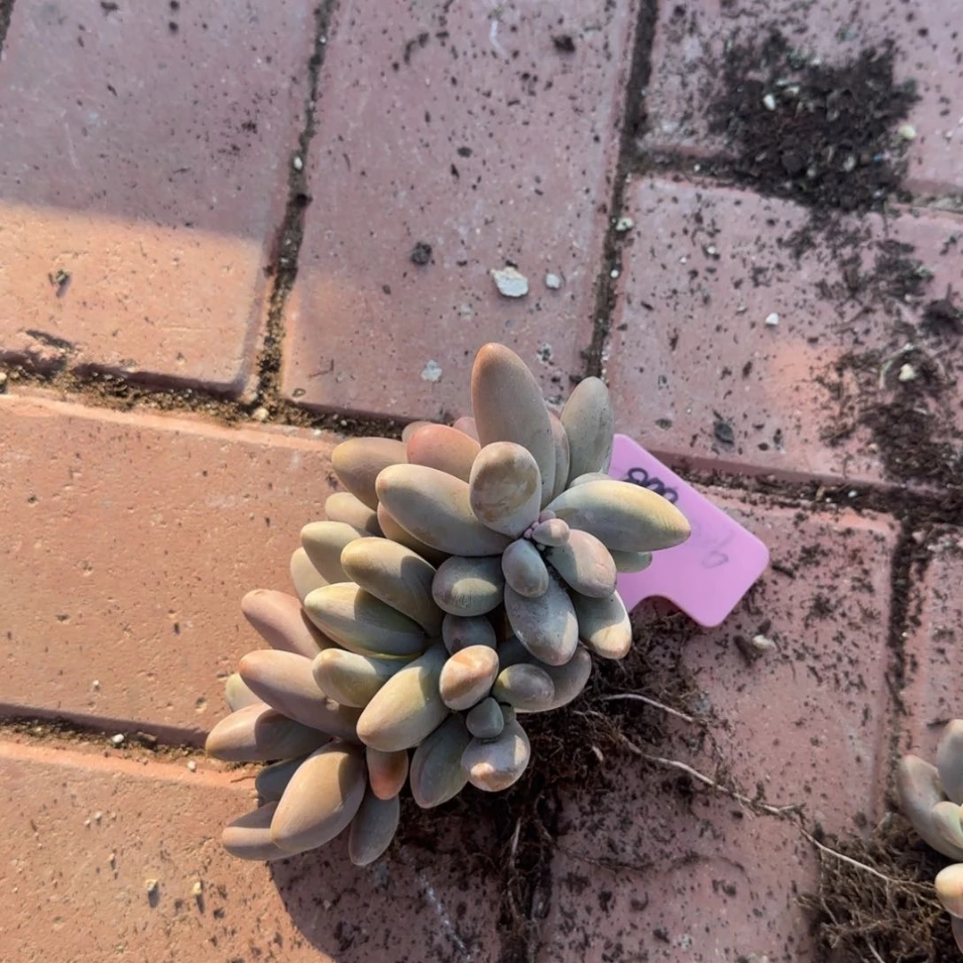 红手指群生五十包邮